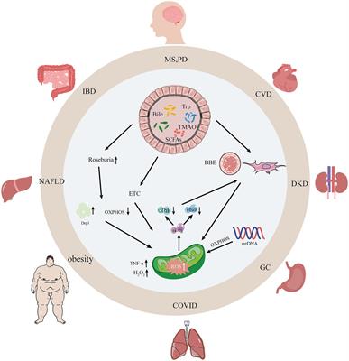 The role of the “gut microbiota-mitochondria” crosstalk in the pathogenesis of multiple sclerosis